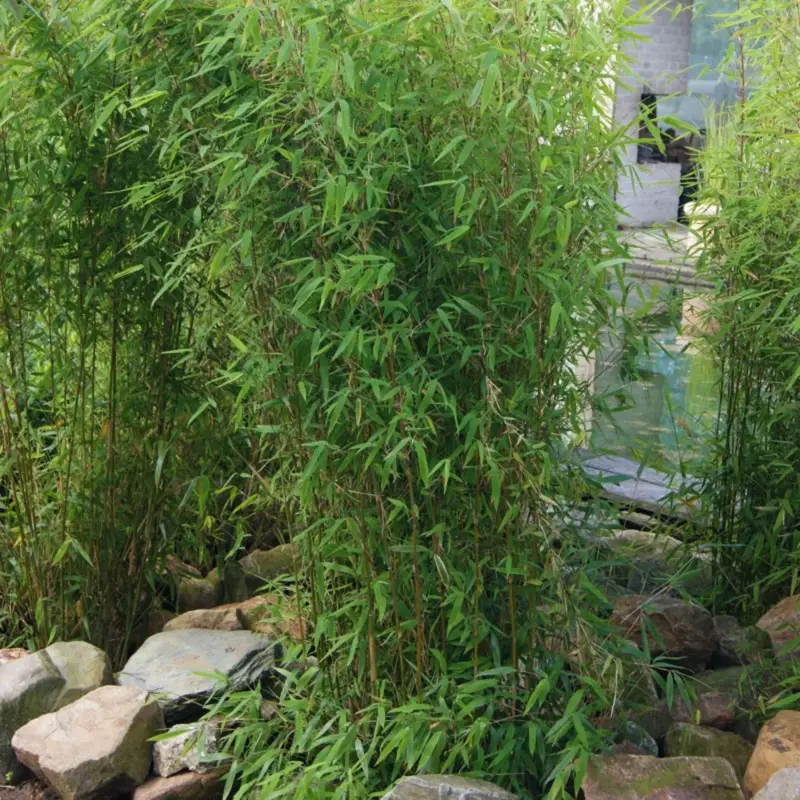 Aufrechter Gartenbambus 'Obelisk'Ⓢ, Höhe 100-125 cm, Topf 20 Liter, 10 Stück Meistverkauft