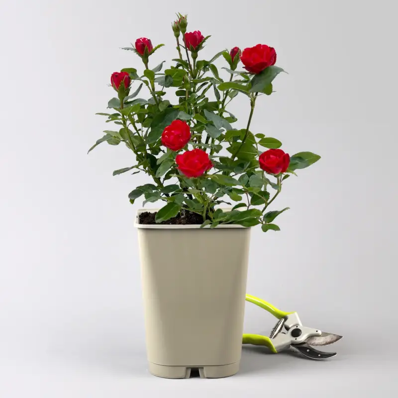 Zwergrose 'Zepeti'® (Meibenbino), rot, Topf 3 Liter Direktkauf