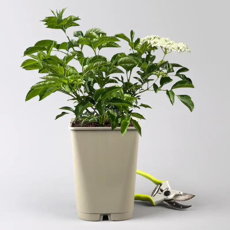 Großfruchtiger schwarzer Holunder 'Sampo', Höhe 40-60 cm, Topf 5 Liter Beliebt