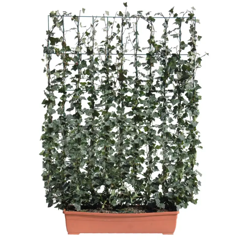 Günstig Hecke am laufenden Meter® Efeu, 130x100 cm