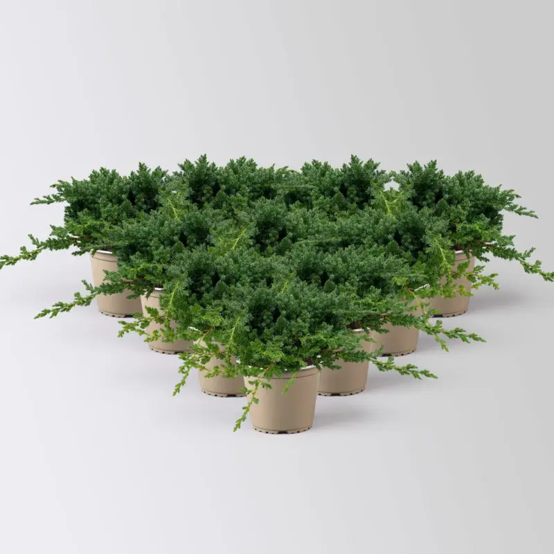 Bestseller Japanischer Kriechwacholder 'Nana', 10er-Set, Höhe 20-30 cm, Topf 2 Liter
