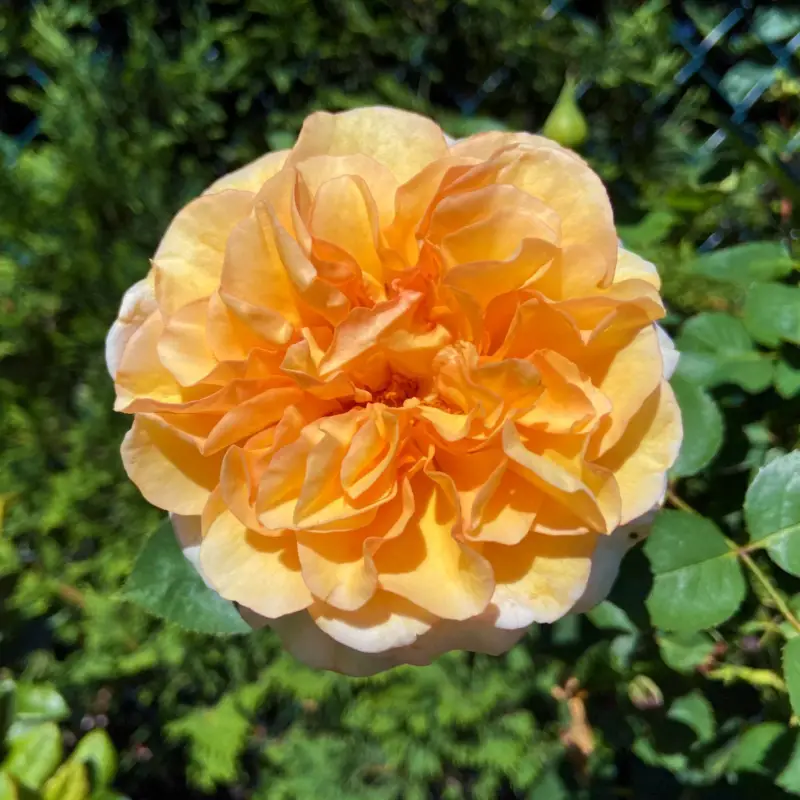 Duftende Edelrose 'Kölle's Duftsommer'®, gelborange bis aprikot, Topf 5 Liter Garantierte Lieferung