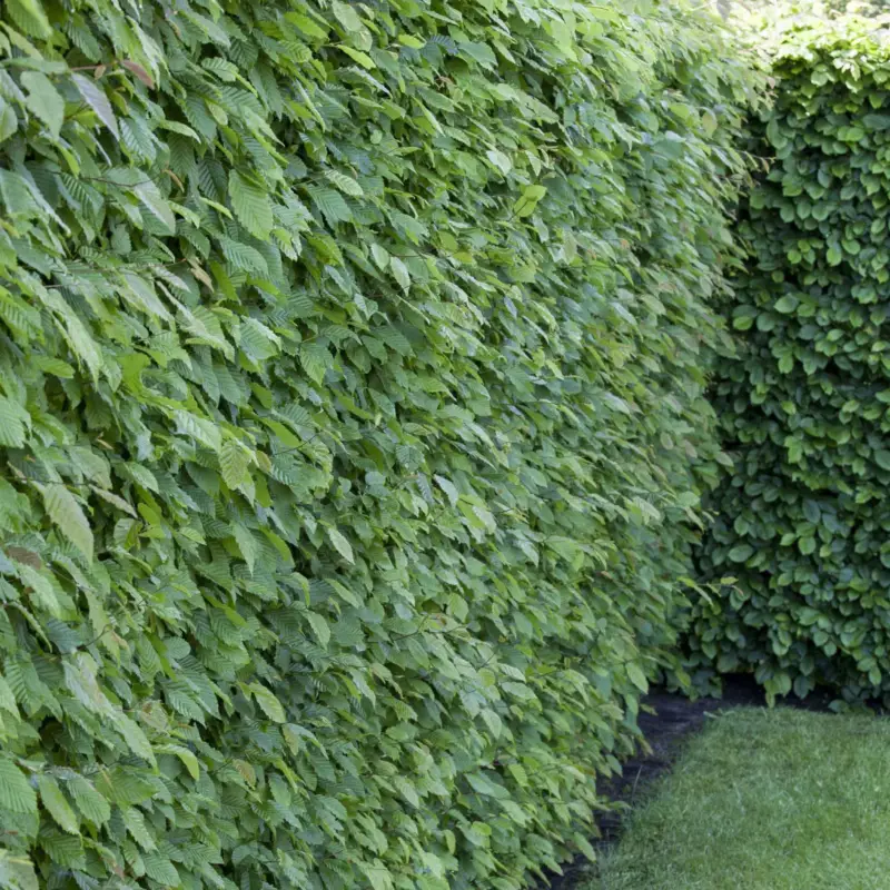 Neue Kollektion Rotbuche (Fagus sylvatica), 30er-Set, Höhe 80-100 cm, Topf 5 l
