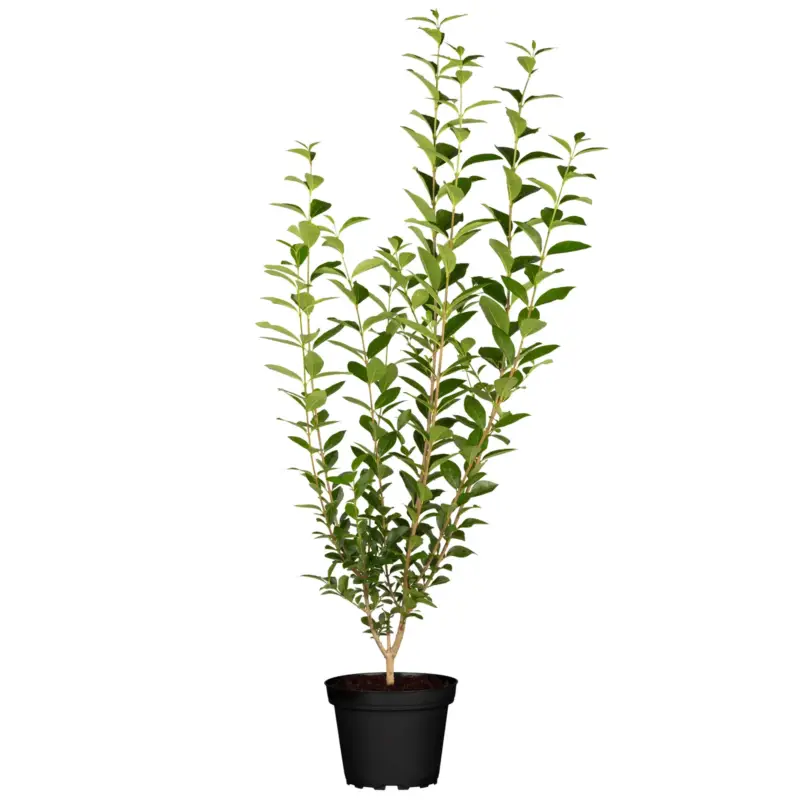 Versand Am Gleichen Tag Schwarzgrüner Heckenliguster 'Atrovirens', 25er-Set, Höhe 80-100 cm, Topf 7, 5 l