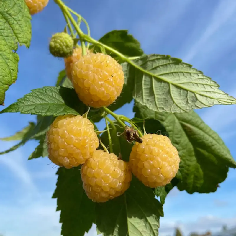 Ausverkauf Gelbe Zwerghimbeere Lowberry® 'Goodasgold' , 5 l Topf