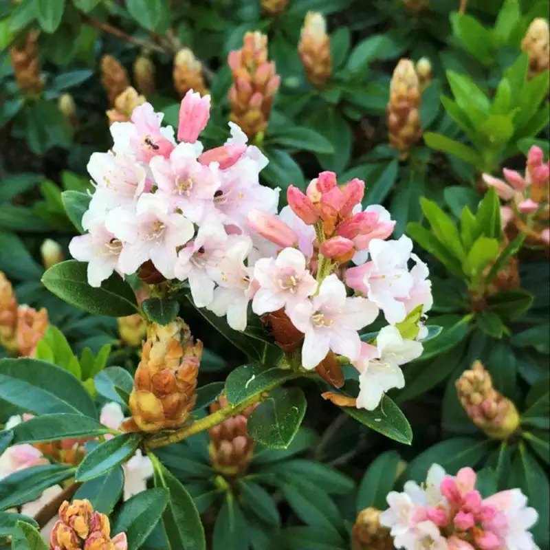 Rhododendron 'Bloombux'® Pink, 6er-Set, Höhe 20-25 cm, Topf 2 Liter Letzte Chance