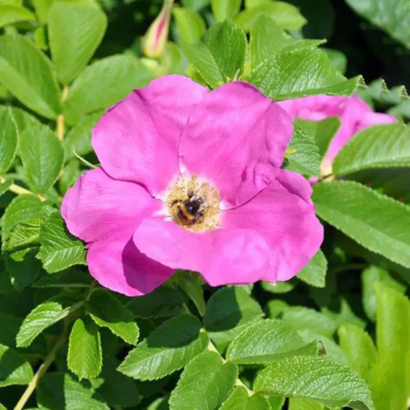 Beliebt Rosarote Kartoffelrose 'Rubra', 3er-Set, Höhe 40-60 cm, Topf 4,6 Liter