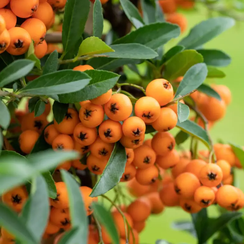 Angebot Feuerdorn, Pyracantha 'Orange Glow', ORANGE, 10er-Set, Höhe 40–60 cm, Topf 2 l