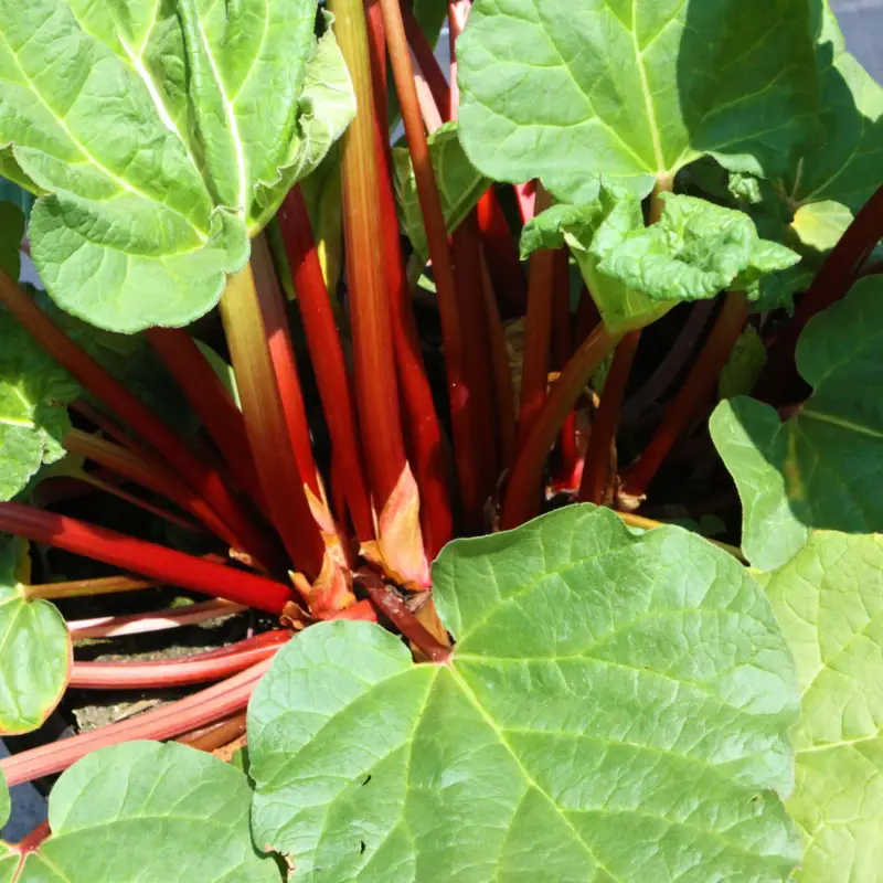 Kölle Bio Rhabarber 'Fultons Strawberry Surprise', Topf 3 Liter Bestseller