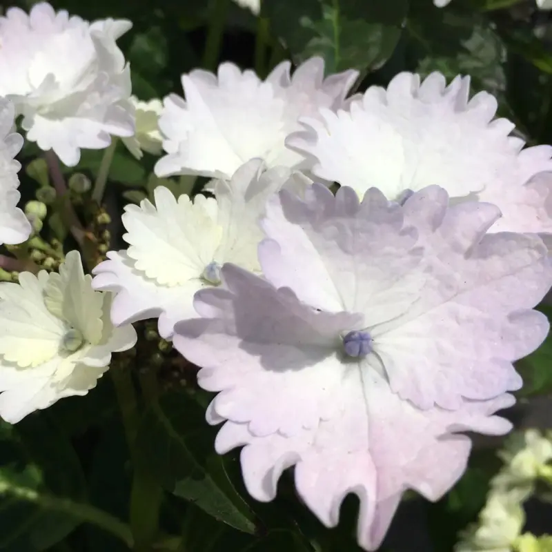 Tellerhortensie 'Koria®', 20cm Topf Geprüft