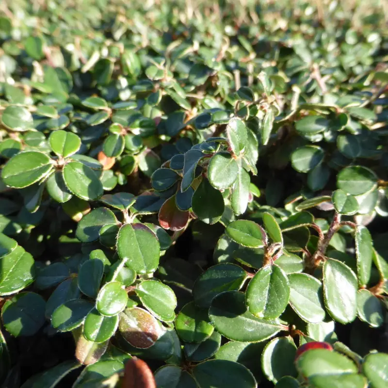 Zwergmispel 'Cochleatus', 12er-Set, 9 cm Ø Topf Zertifiziert