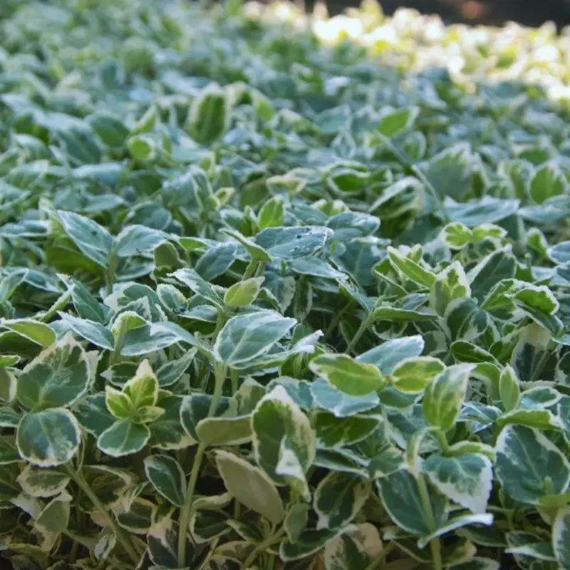 Euonymus fortunei 'Emerald Gaiety' weißgrün, Topf-Ø 13 cm, 6er-Set Markenware