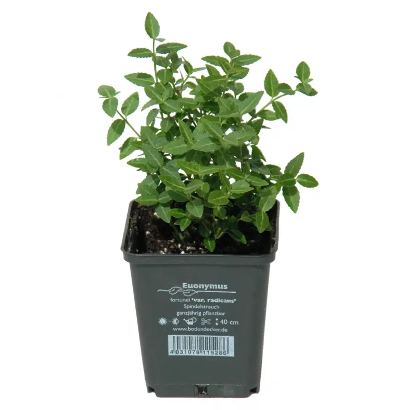 Echt Grüner Spindelstrauch 'Radicans', Topf 9x9 cm, 12 Pflanzen