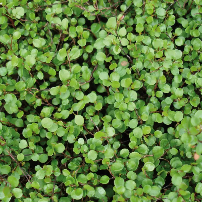 Mühlenbeckia, sattgrün, Topf-Ø 9 cm, 12 Stück Jetzt Kaufen