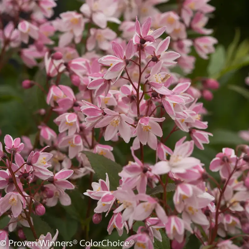 Rosa-Sternenstrauch, Deutzia 'Yuki Cherry Blossom'®, 5er-Set, Topf 3 Liter Must-Have