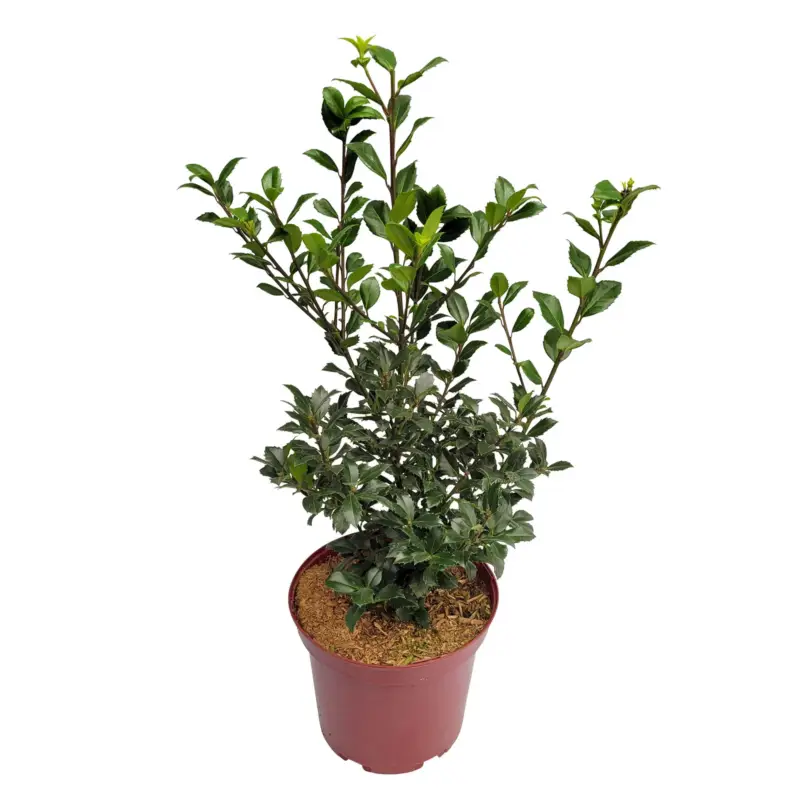 Stechpalme 'Heckenstar'®, 5er-Set, Höhe 40-50 cm, Topf 5 Liter Geprüft