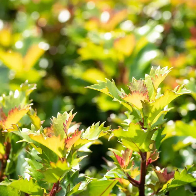 Ilex meserveae 'Little Rascal'®, 5er-Set, Höhe 25-30 cm, Topf 3 Liter Online Kaufen