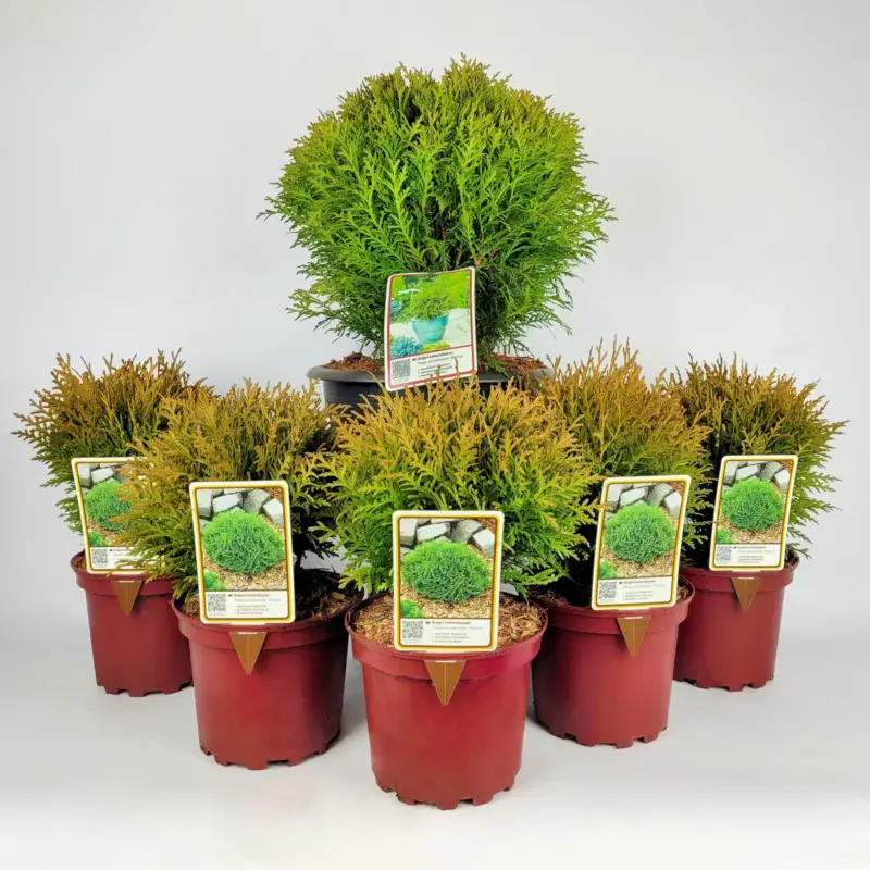 Kugel-Lebensbaum, 6er-Mix Set, 5x Topf 2 Liter + 1x Topf 8,7 Liter Preisknaller
