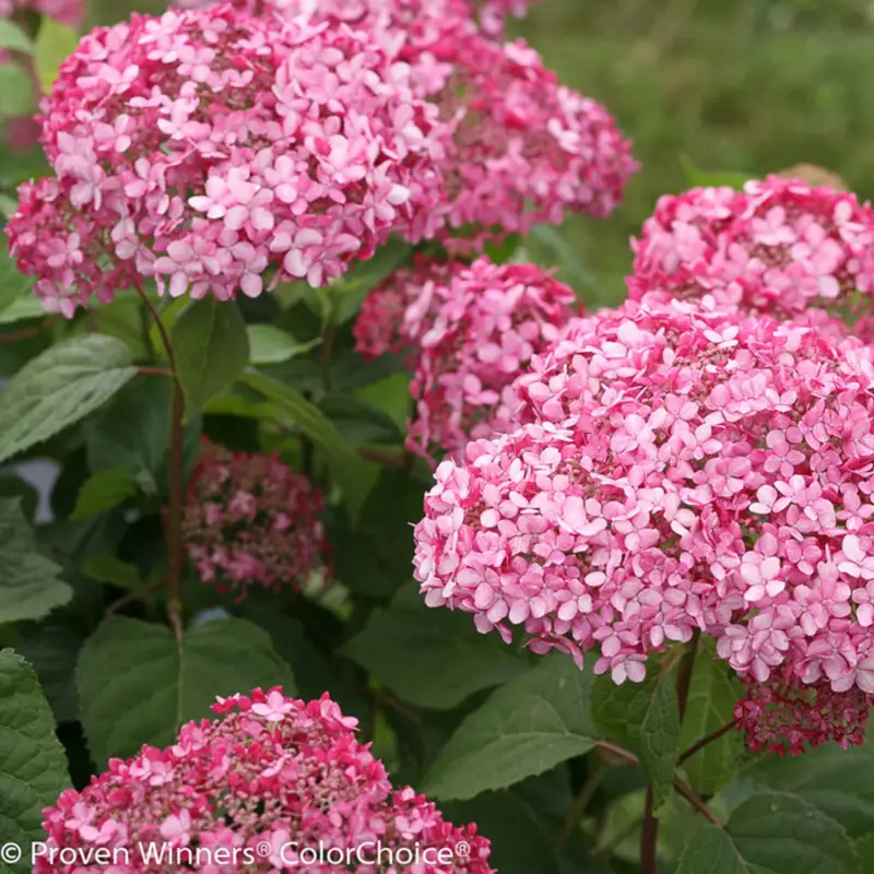 Neue Kollektion Rosa Schneeballhortensie 'Pink Annabelle'®, rosa, 3er-Set, Höhe 40-60, Topf 5 l