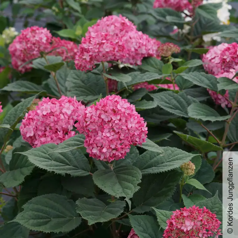 Rosarote Schneeballhortensie 'Ruby Annabelle'®, rosarot, 3er-Set, Topf 5 Liter Ausverkauf