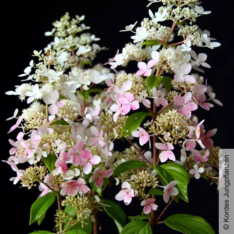 Rispenhortensie 'Confetti'®, Hydrangea paniculata, weiß, 3er-Set, Topf 5 Liter Highlight