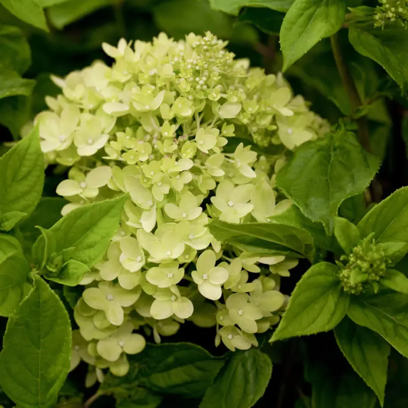 Zwerg-Rispenhortensie, Hydrangea paniculata 'Little Lime'®, 3er-Set, Topf 5 l Neue Kollektion