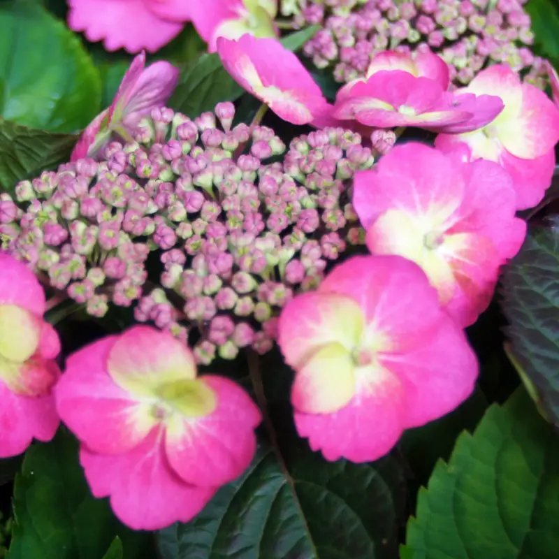 Tellerhortensie Flair & Flavours(R) 'Cotton Candy®', 3er-Set, rosa, Topf 5 Liter Begrenztes Angebot