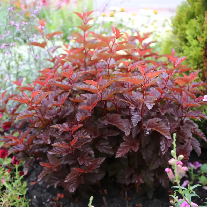 Top-Angebot Kompakte orangerote Blasenspiere 'Little Angel'(S), 4er-Set, Höhe 30-40 cm