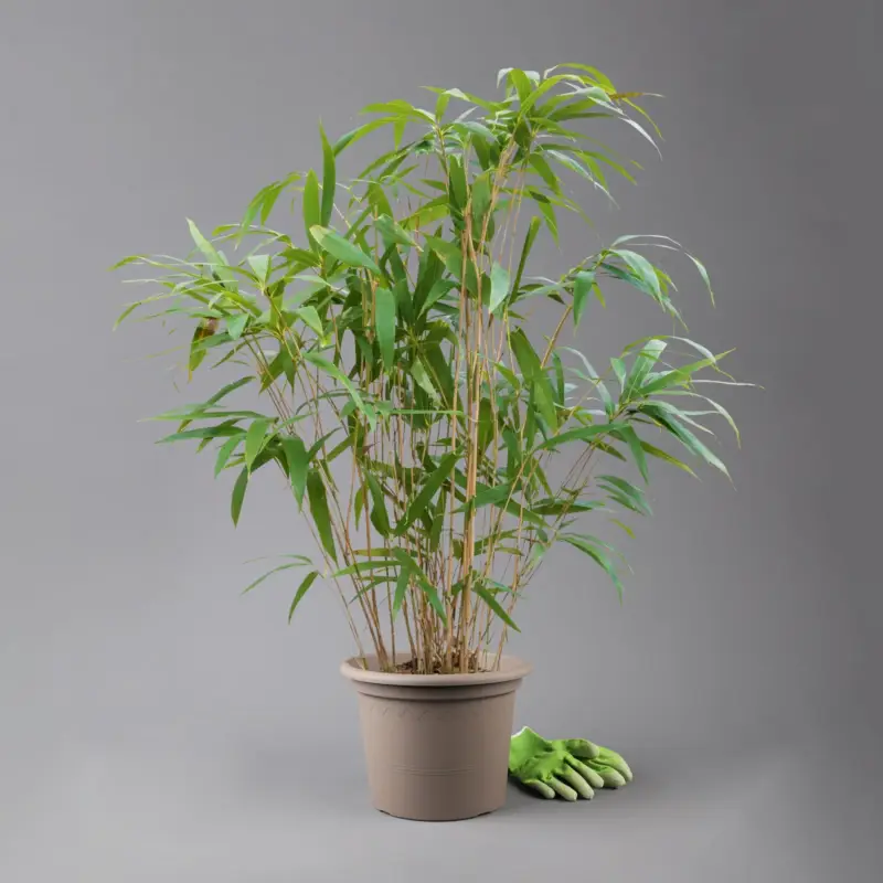 Expressversand Breitblatt-Bambus, Pseudosasa japonica, Höhe 60-80 cm, Topf 10 Liter, 25 Stück
