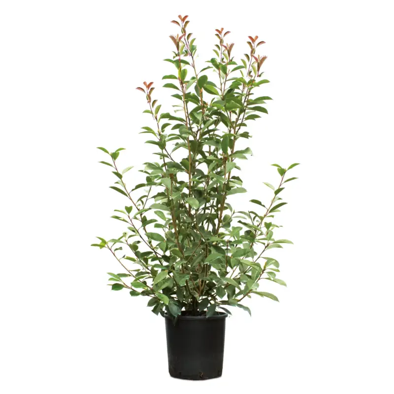 Kölle Glanzmispel 'Red Robin', Photinia x fraseri, Topf 18 Liter, 16 Pflanzen Preiswert