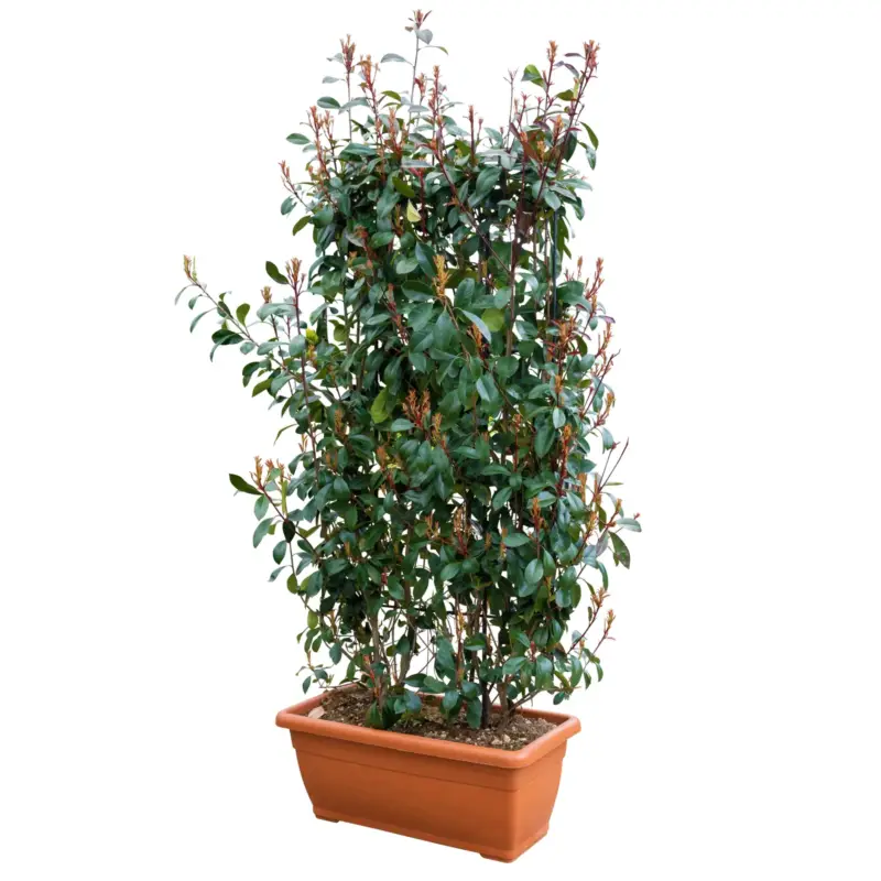 Aktuell Glanzmispel 'Red Robin', Photinia x fraseri, Spalier 130 x 90 cm, 5 Stück