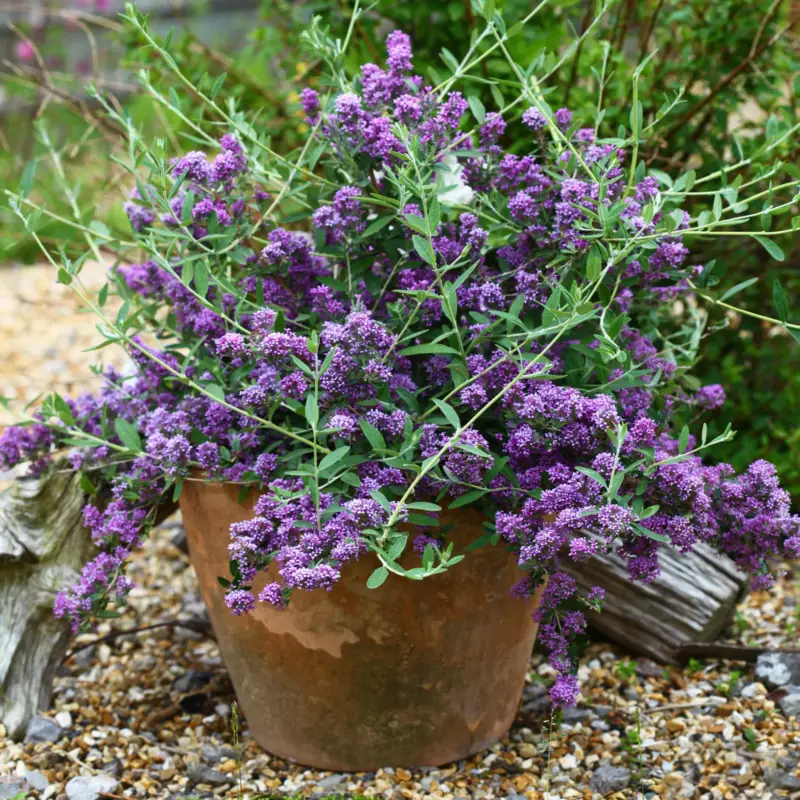 Wochenendangebot Kompakter Hängeflieder 'Unique' ('PMooRE12')(s), 3er-Set, violettblau, Topf 3 l