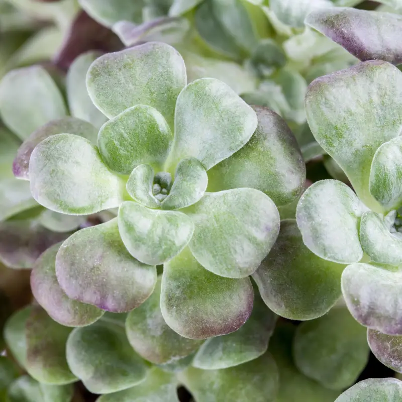 Spatelblättriges Garten-Fettblatt 'Purpureum' gelb, Topf-Ø 12 cm, 6er-Set Versand Am Gleichen Tag