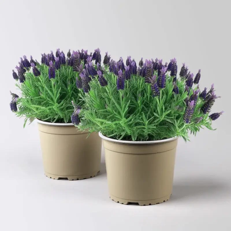 Lavendel 'Purple Flag', violett, Topf-Ø 17 cm, 2 Pflanzen Markenprodukt