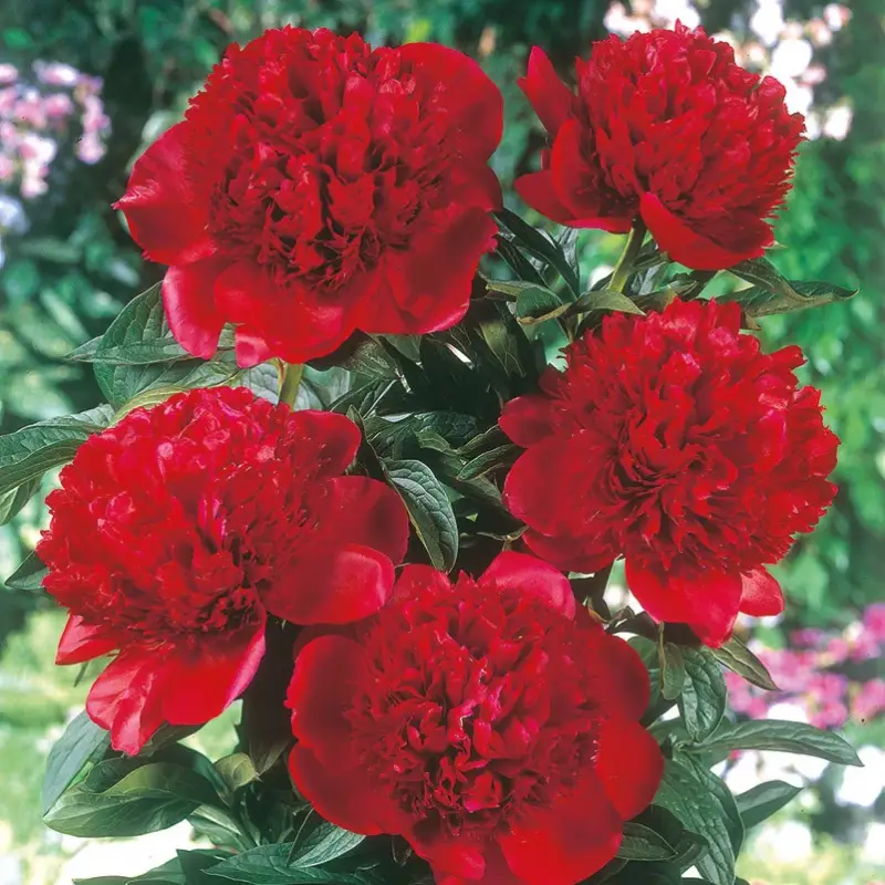Billig Kölles Beste Edel-Pfingstrose 'Felix Crousse' rot, 3 Liter Topf