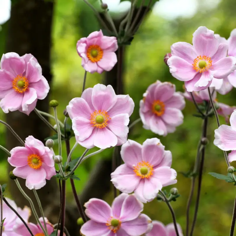Billig Herbst-Anemone rosa, 3 Liter Topf