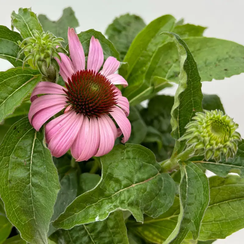 Echinacea purpurea 'Magnus' purpurrosa, Topf 3 Liter Aktuell