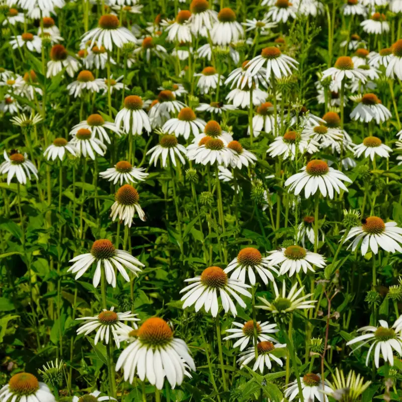Echinacea purpurea 'Alba' weiß, Topf 3 Liter Preiswert