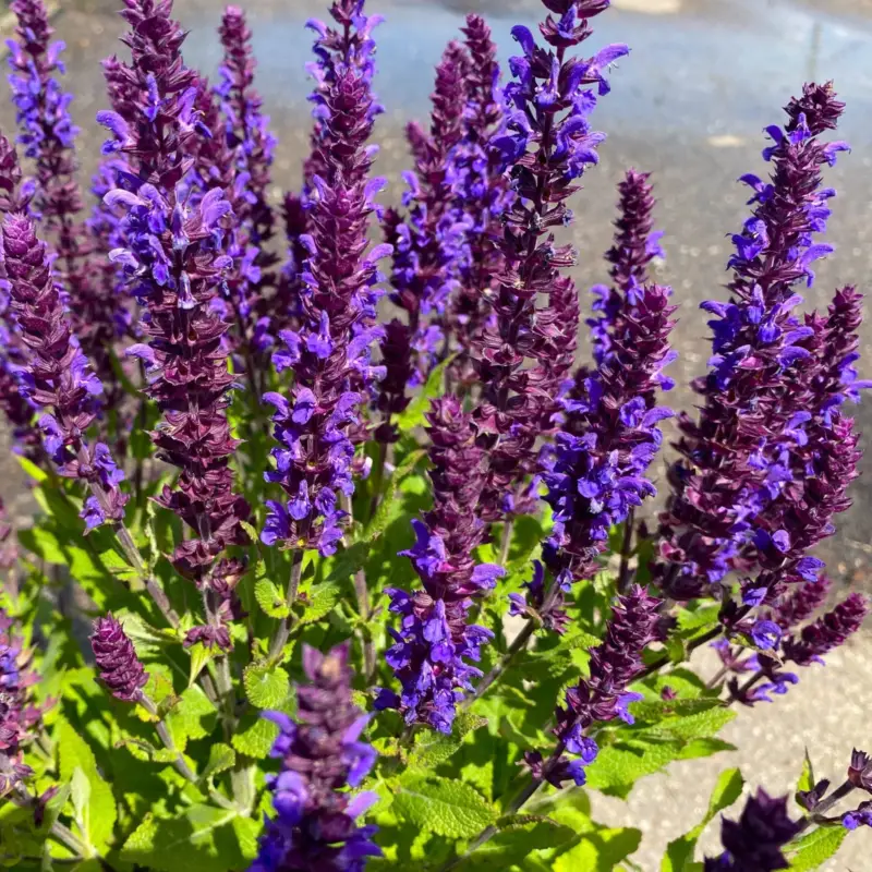 Saisonangebot Kölles Beste Garten-Salbei 'New Dimension Blue', 3 Liter Topf
