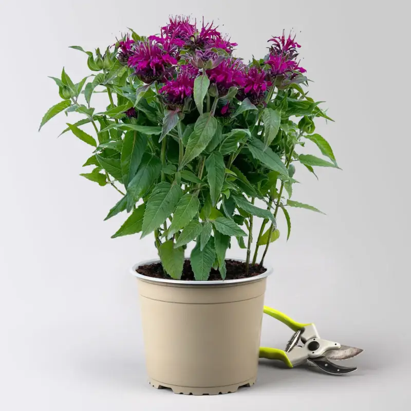 Echt Kölles Beste Indianernessel 'Melua Violet' violett, 3 Liter Topf