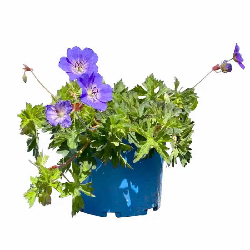 Highlight Kölles Beste Storchschnabel 'Rozanne®' blau, 3 Liter Topf