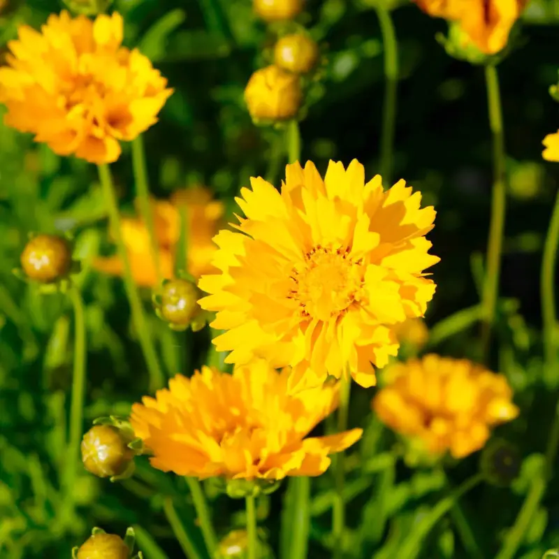 Großblumiges Mädchenauge 'Early Sunrise', goldgelb, Topf 3 l Nur Für Kurze Zeit