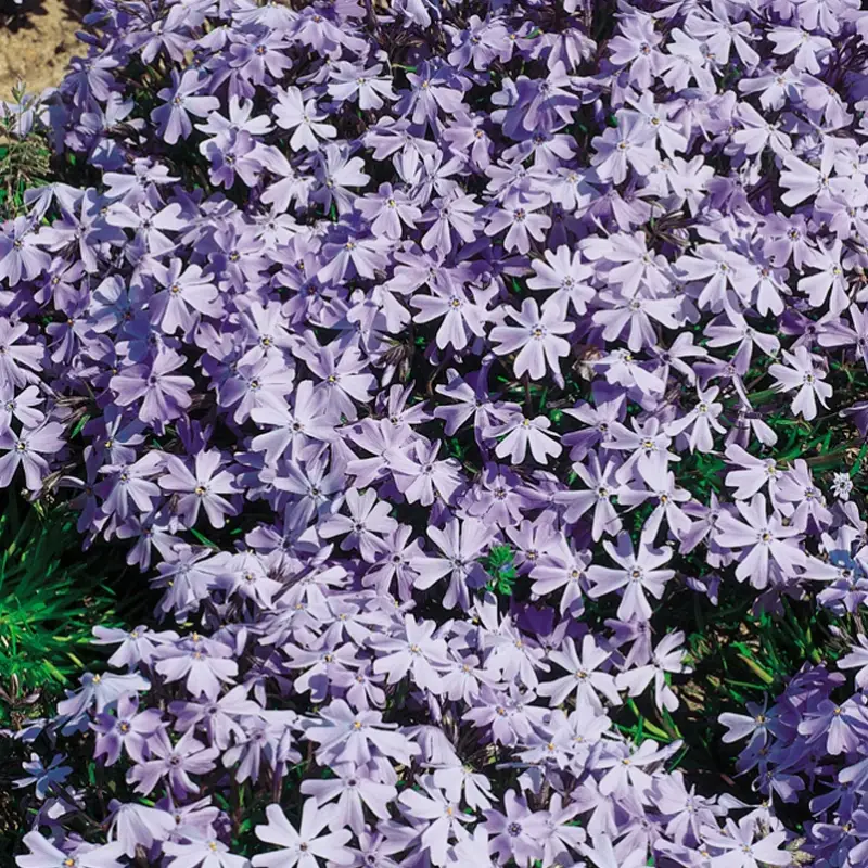 Solange Der Vorrat Reicht Kölles Beste Polster-Phlox 'Emerald Cushion Blue', 3 Liter Topf