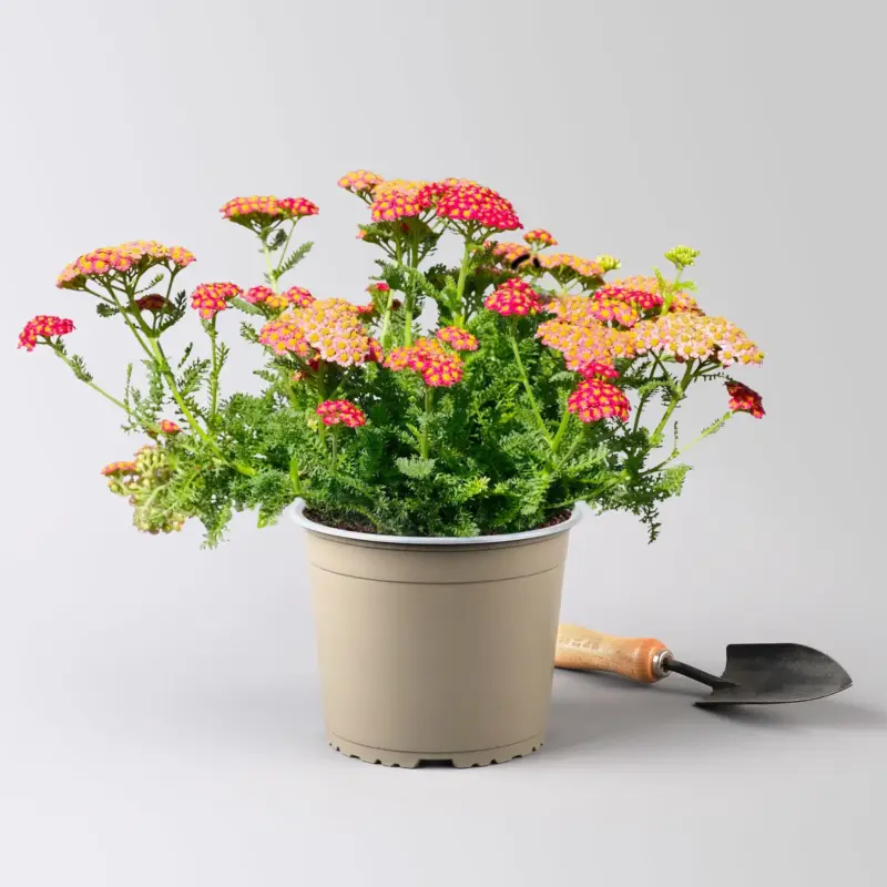 Kölles Beste Garten-Schafgarbe 'Paprika' rot, 19 cm Topf Neuheit