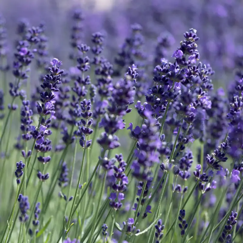 Nur Heute Lavendel 'Hidcote Blue', blauviolett, Topf-Ø 23 cm