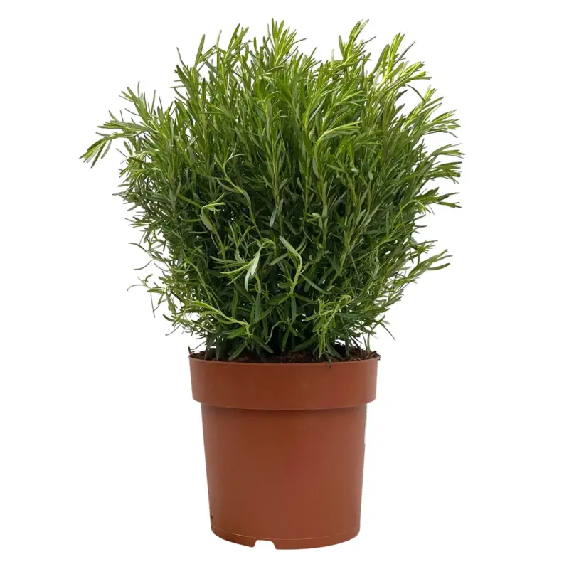 Garantierte Lieferung Rosmarin, Busch, Topf-Ø 23 cm