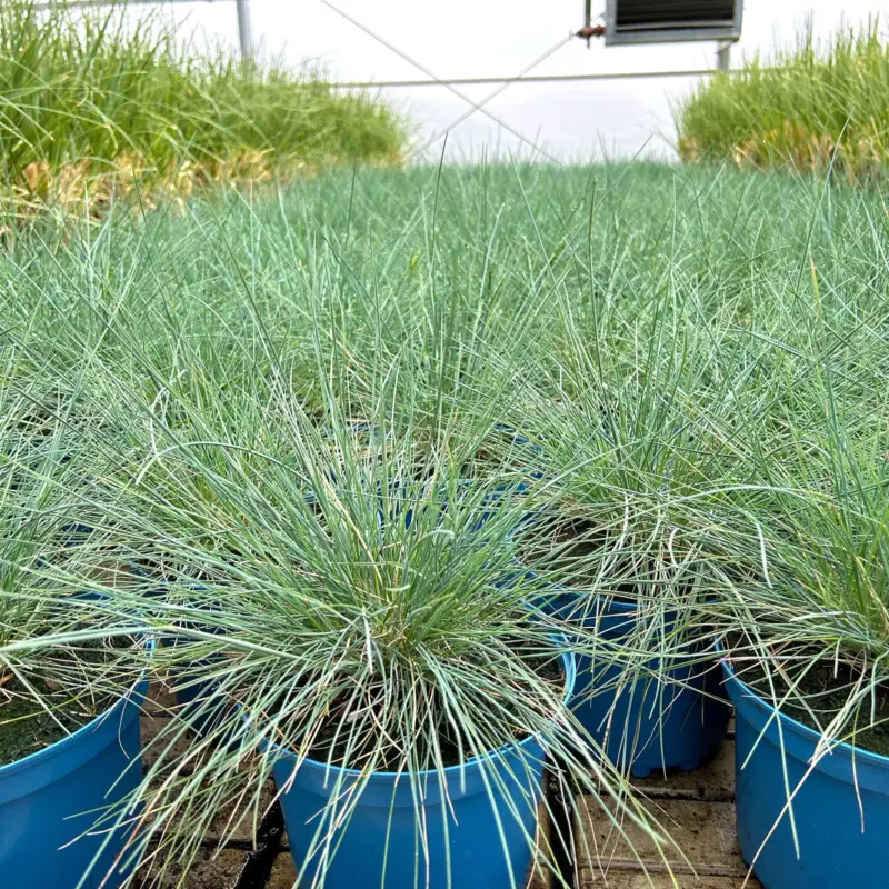 Kölles Beste Blauschwingel 'Elijah Blue', 19 cm Topf Top-Angebot