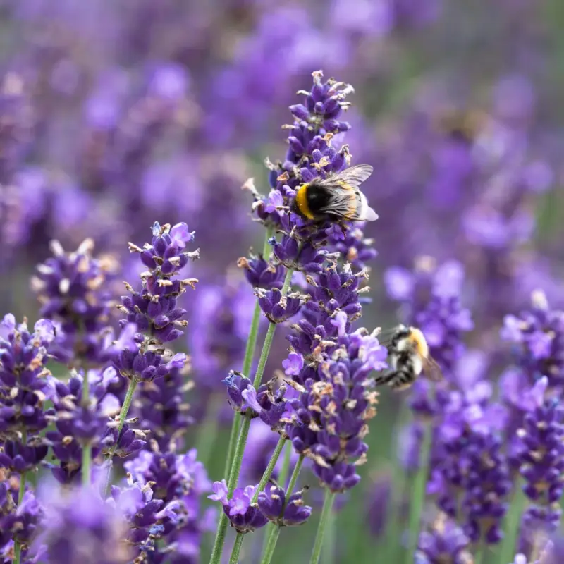 Knallerangebot Lavendel 'Hidcote Blue', dunkel-blauviolett, Topf-Ø 23 cm