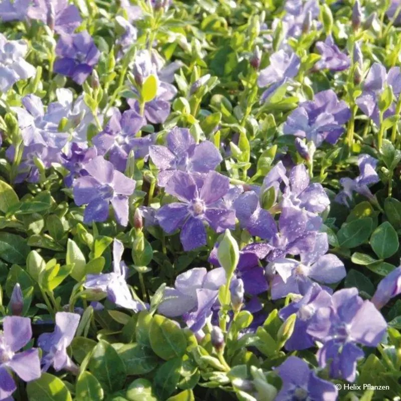 Vinca minor (Immergrün), 9 cm Topf, 12er-Set Online Kaufen