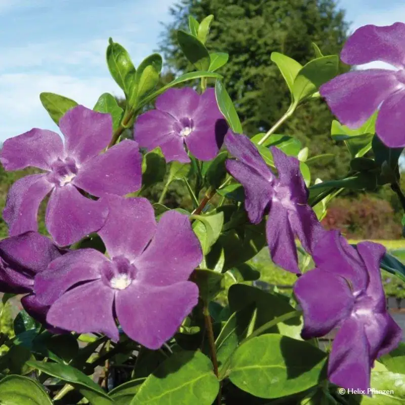 Vinca minor 'Atropurpurea' (Immergrün), 9 cm Topf, 12er-Set Begrenztes Angebot
